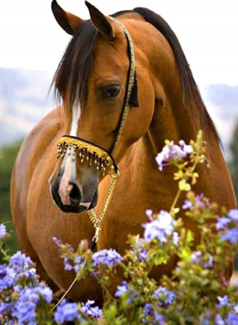 HAFT DIAMENTOWY KOŃ KONIE KWIATY DIAMOND PAITING 30X40 WYKLEJANKA 5D