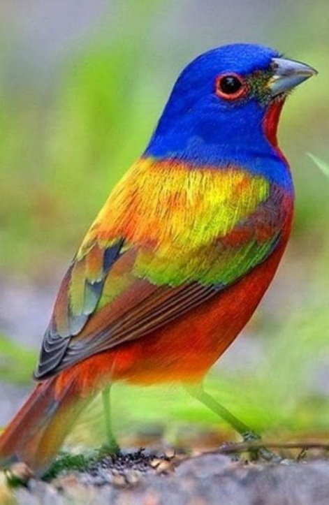 Haft Diamentowy Mozaika Diamond Painting Ptak Las Ptaki Las Krajobraz